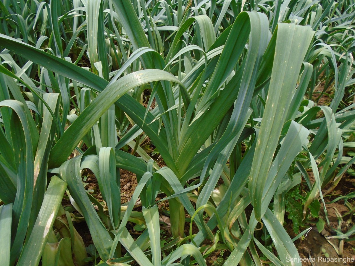 Allium ampeloprasum L.
